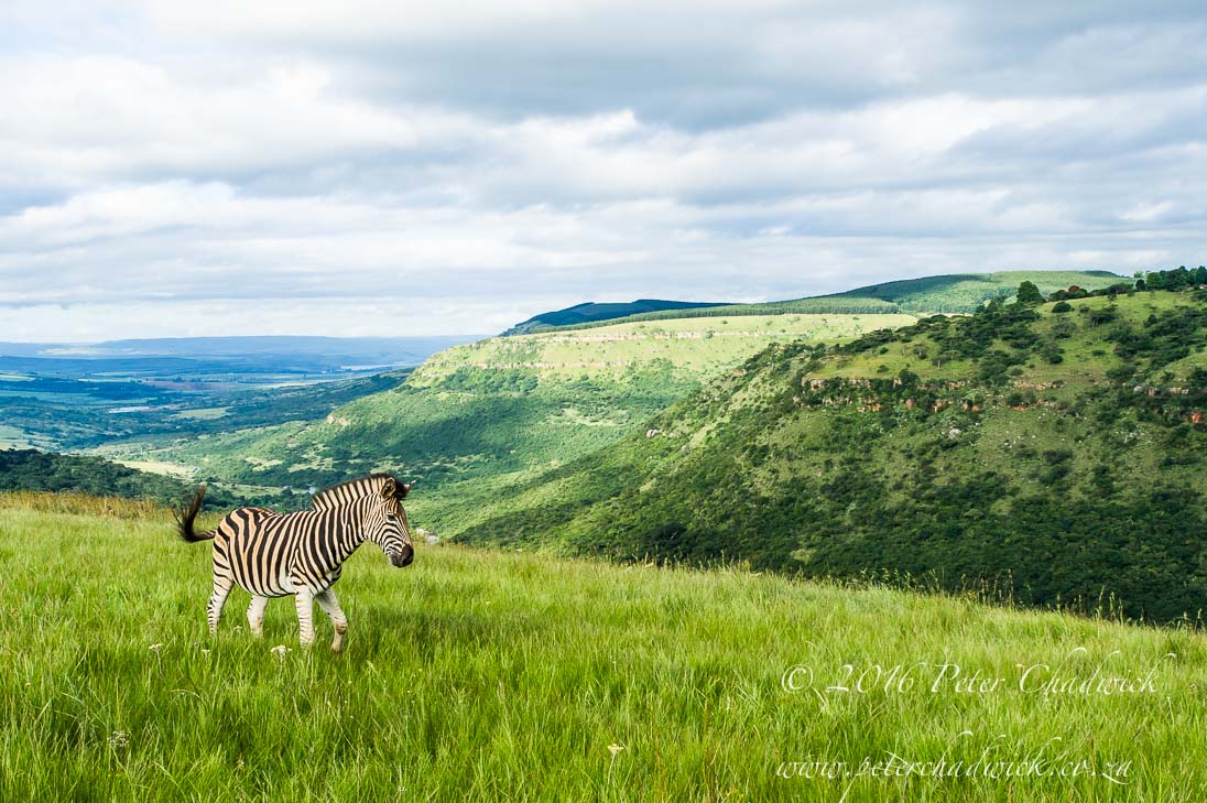 Burchells Zebra and Rolling Green Hills