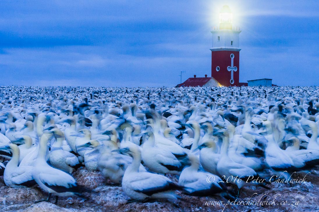 Cape Gannets and Lighthouse_©PeterChadwick_AfricanConservationPhotographer