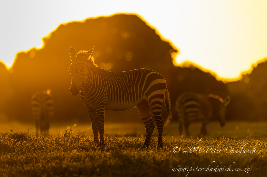 Cape Mountain Zebra at Dusk