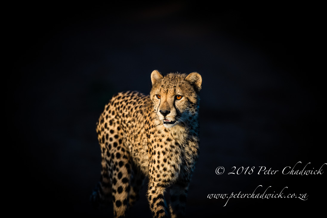 Cheetah cub
