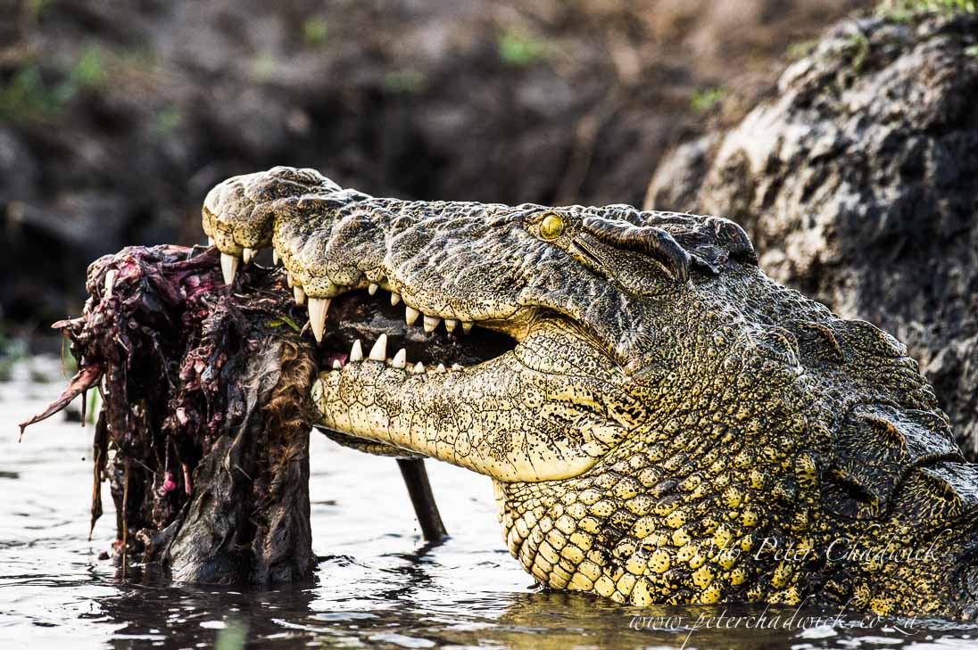 Nile Crocodile