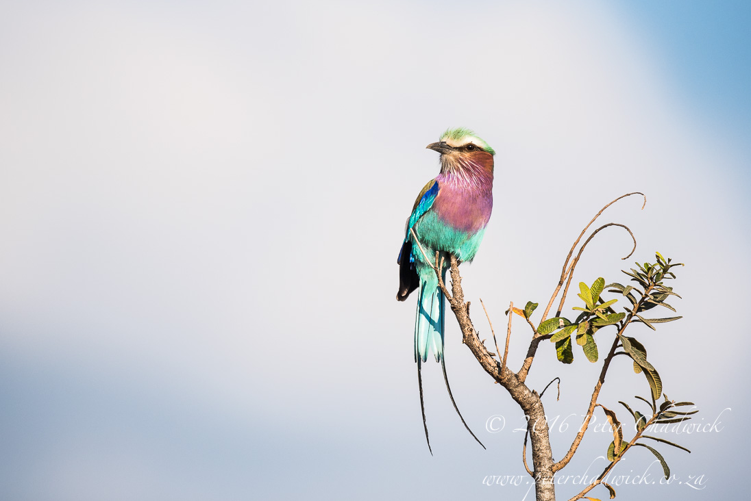 Lilac Breasted Roller_©PeterChadwick_AfricanConservationPhotographer