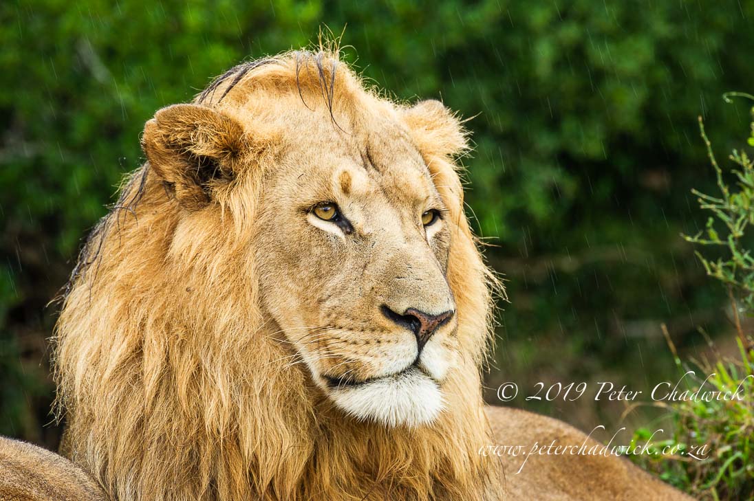 Lion Populations Are In Trouble