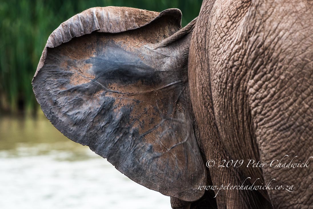 Magnificent African Elephants_©PeterChadwick_AfricanConservationPhotographer
