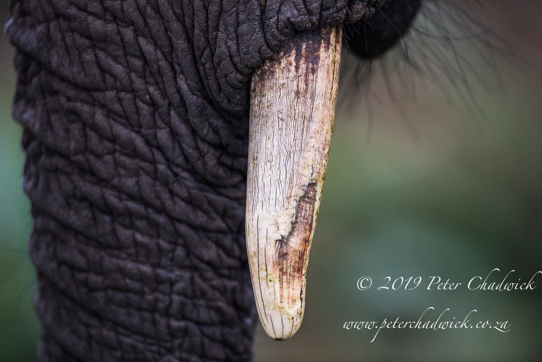 Magnificent African Elephants_©PeterChadwick_AfricanConservationPhotographer