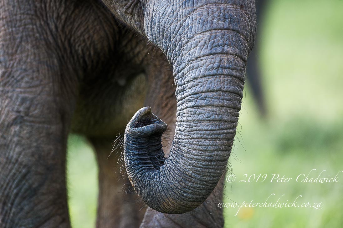 Magnificent African Elephants_©PeterChadwick_AfricanConservationPhotographer