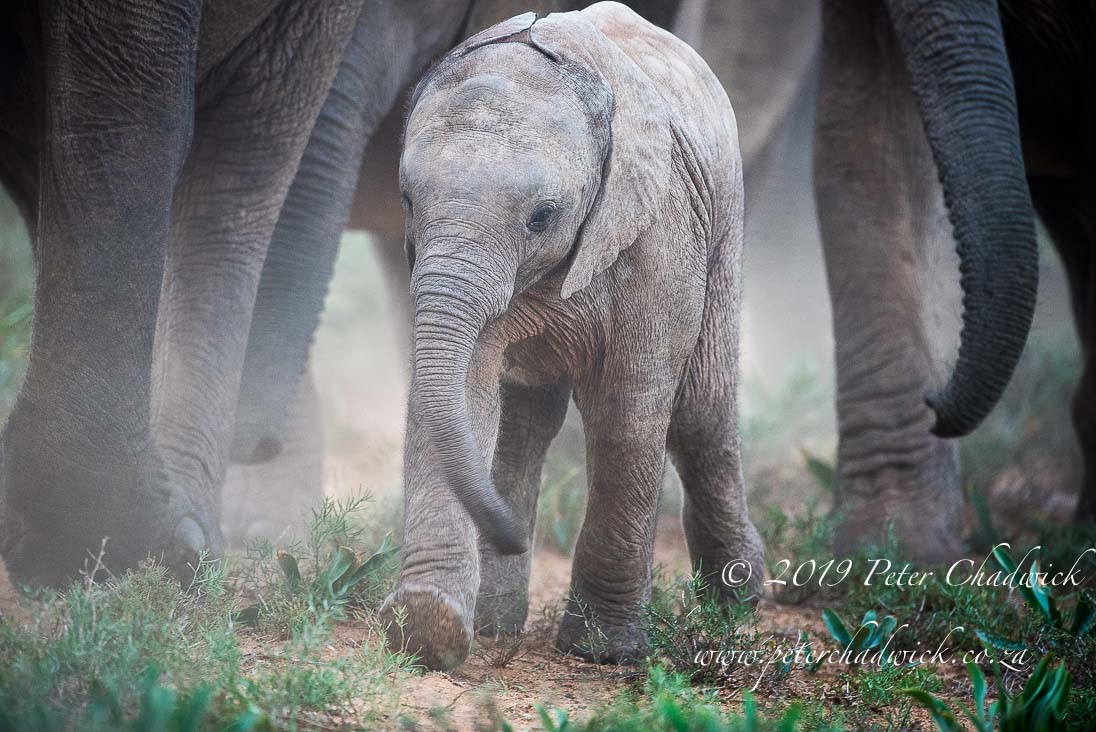 Managing African Elephant_©PeterChadwick_AfricanConservationPhotographer