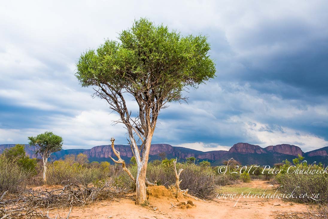 Beautiful Marataba Private Game Reserve by Conservation Photographer Peter Chadwick