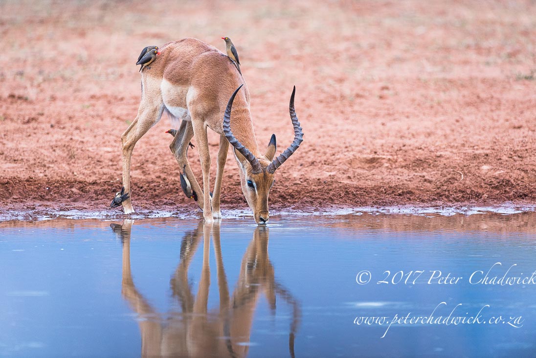 Beautiful Marataba Private Game Reserve by Conservation Photographer Peter Chadwick