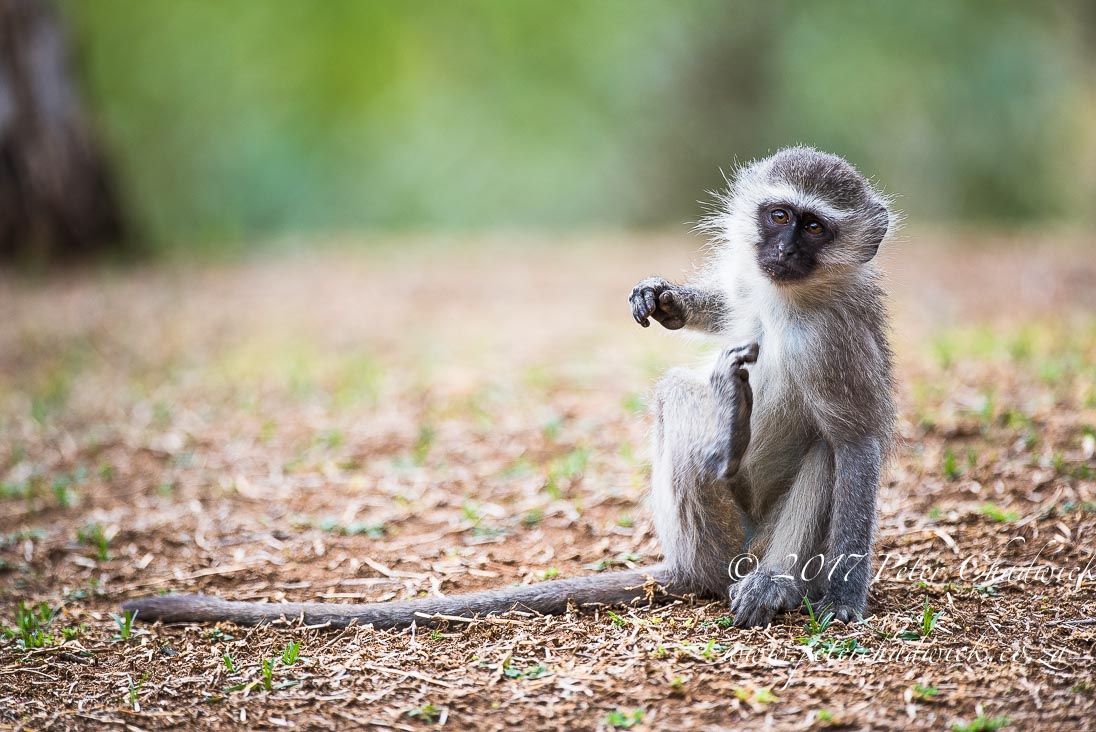 Beautiful Marataba Private Game Reserve by Conservation Photographer Peter Chadwick