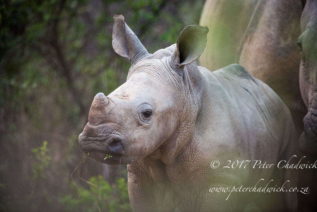 Beautiful Marataba Private Game Reserve by Conservation Photographer Peter Chadwick
