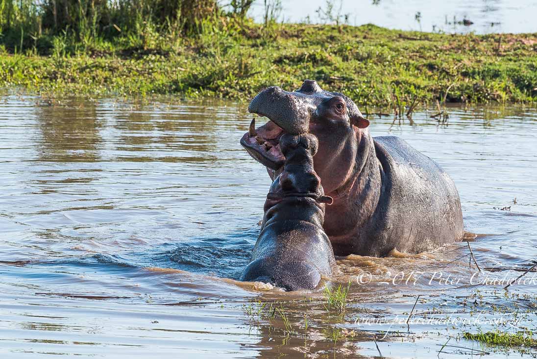 Beautiful Marataba Private Game Reserve by Conservation Photographer Peter Chadwick