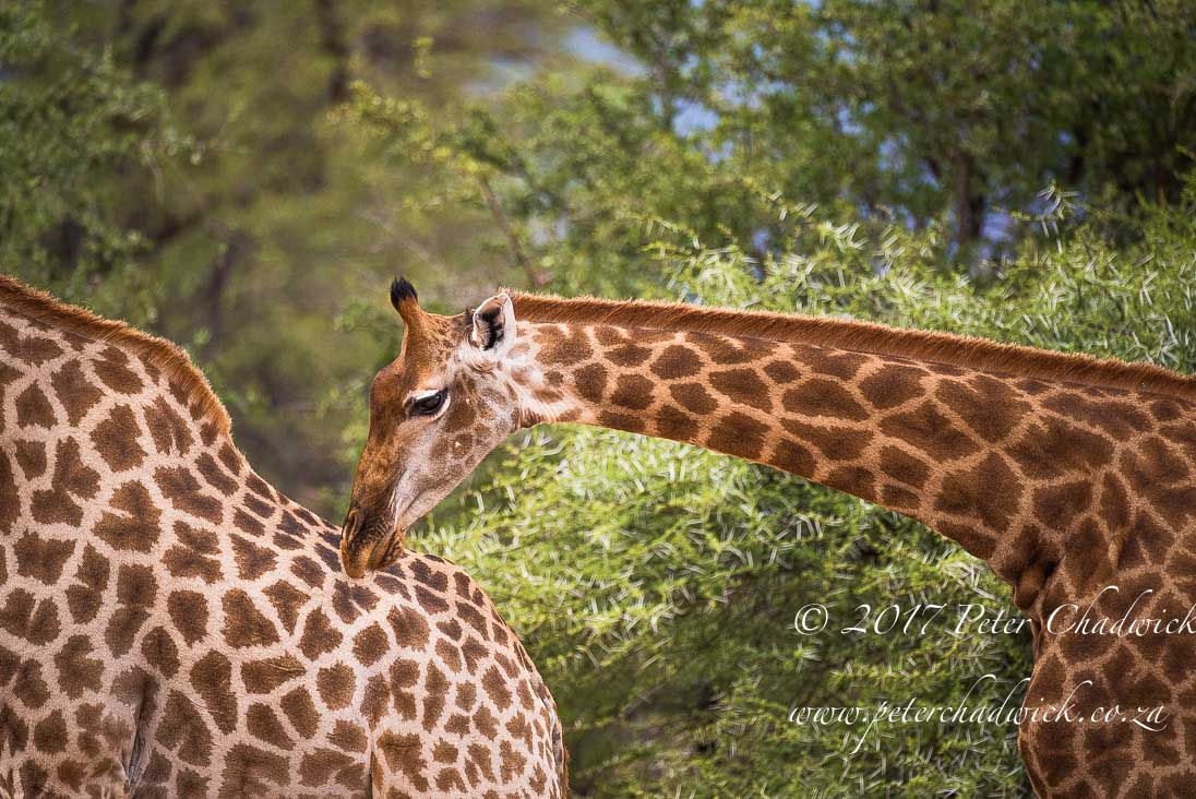 Beautiful Marataba Private Game Reserve by Conservation Photographer Peter Chadwick