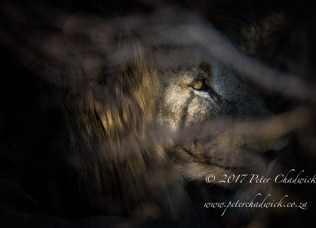 Beautiful Marataba Private Game Reserve by Conservation Photographer Peter Chadwick