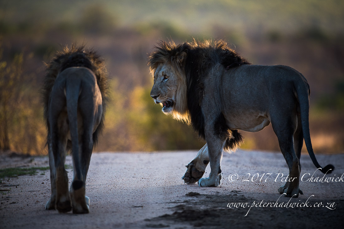 Beautiful Marataba Private Game Reserve by Conservation Photographer Peter Chadwick