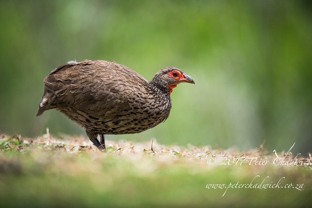 Beautiful Marataba Private Game Reserve by Conservation Photographer Peter Chadwick