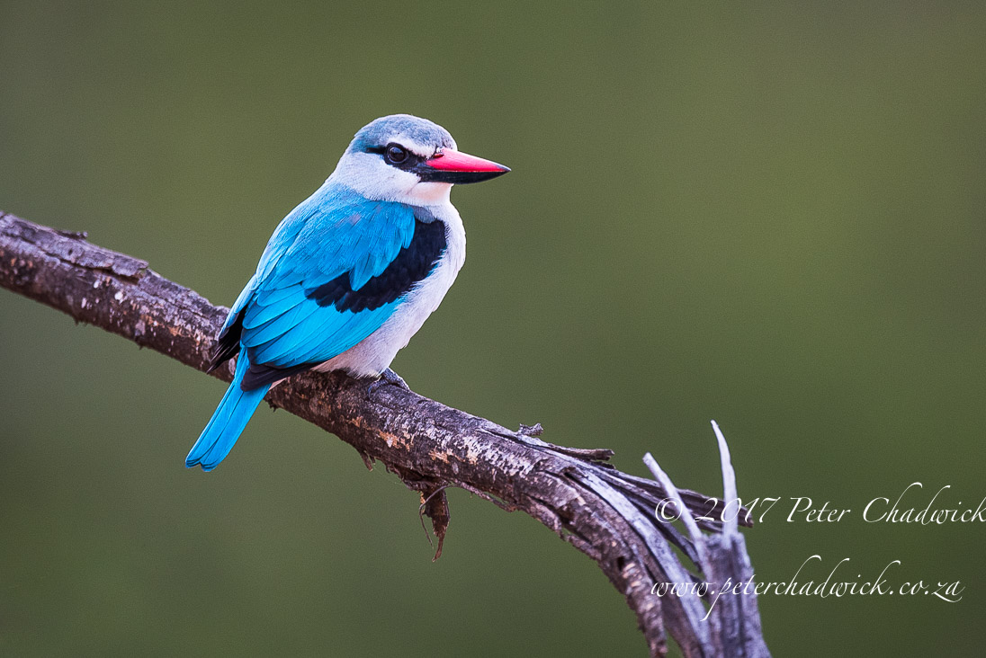Beautiful Marataba Private Game Reserve by Conservation Photographer Peter Chadwick