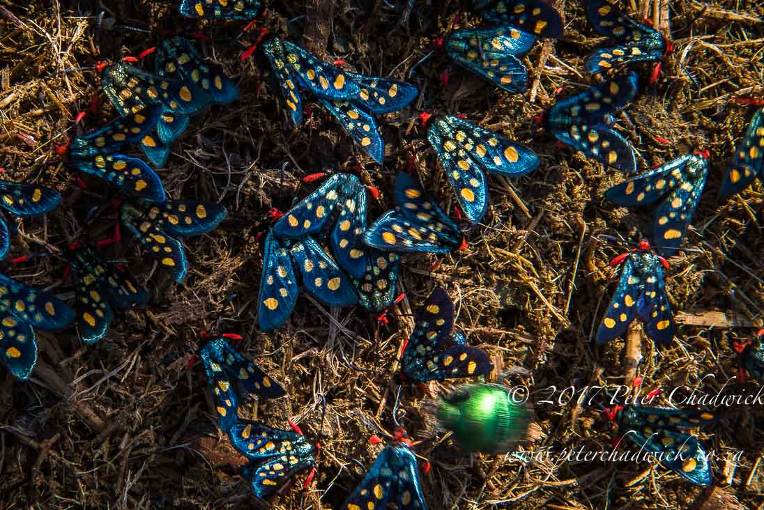 Beautiful Marataba Private Game Reserve by Conservation Photographer Peter Chadwick