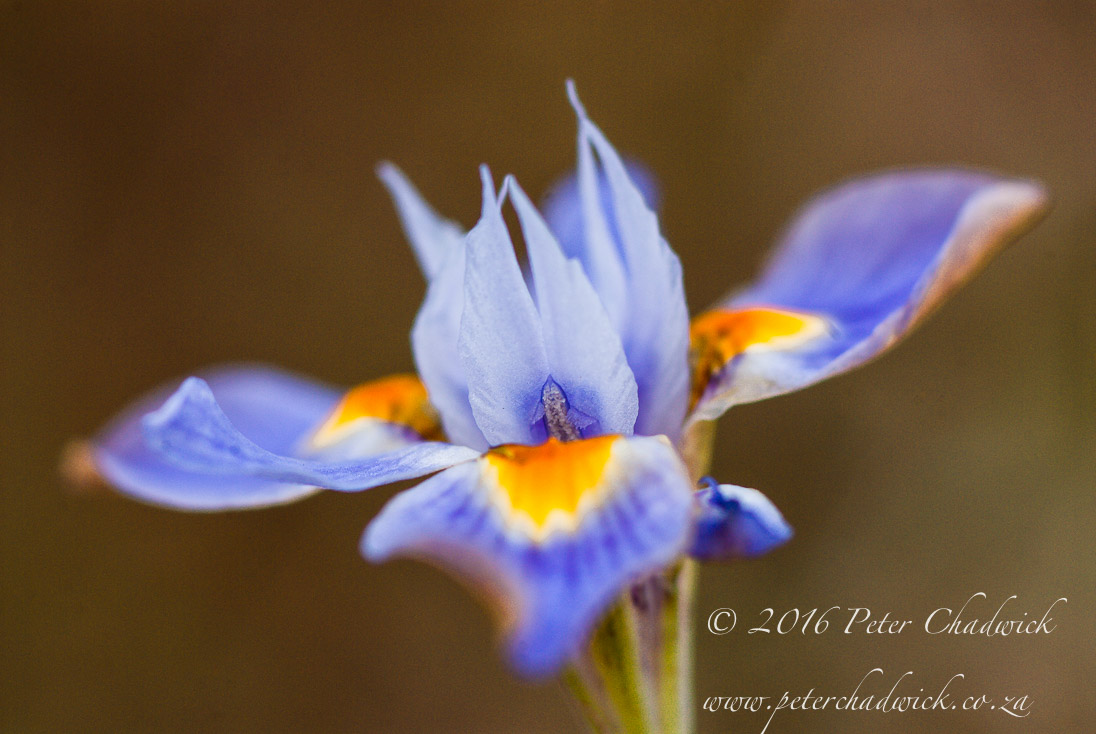 Morea Fugax Flowers_©PeterChadwick_AfricanConservationPhotographer