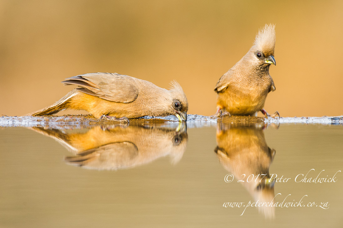 Speckled Mousebirds Drinking