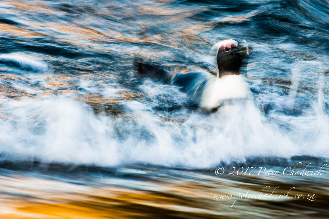 African Penguin Coming Ashore at Dusk