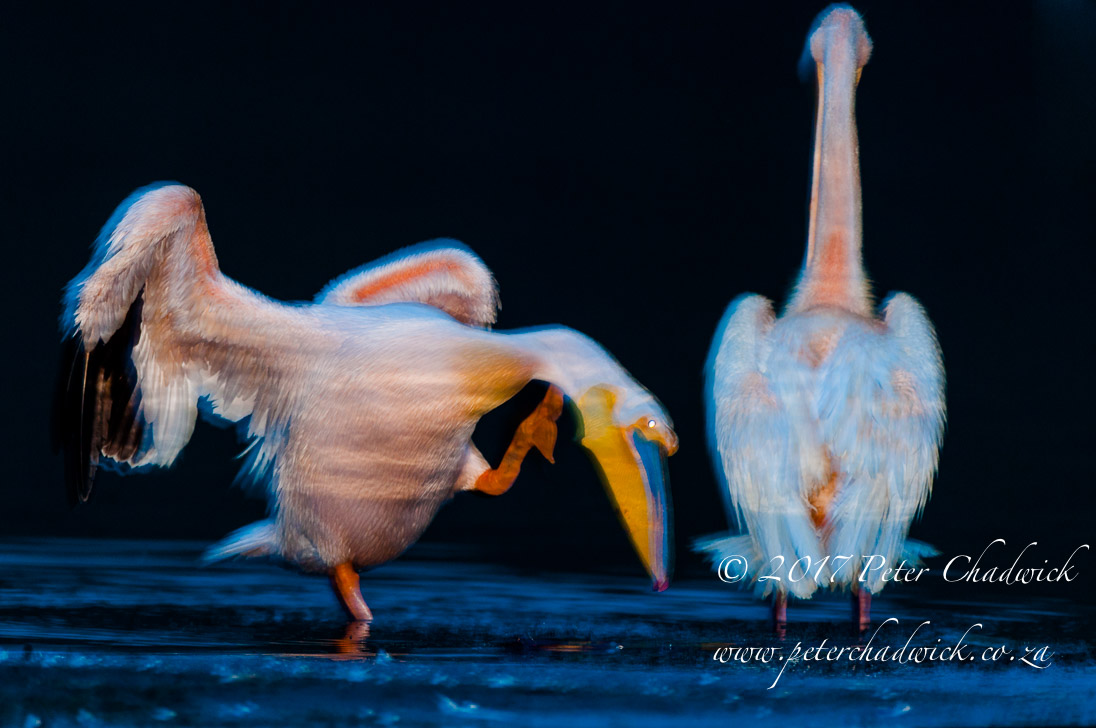 Awakening Great White Pelicans