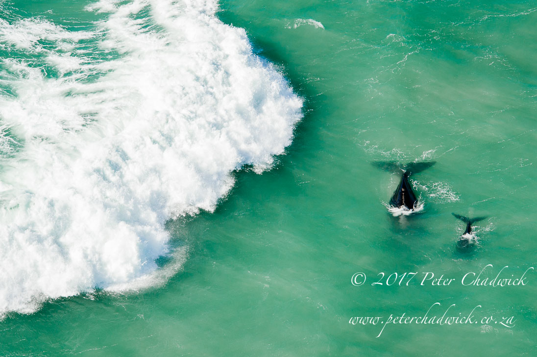 Southern Right Whales amongst a Wild Ocean_©PeterChadwick_AfricanConservationPhotographer