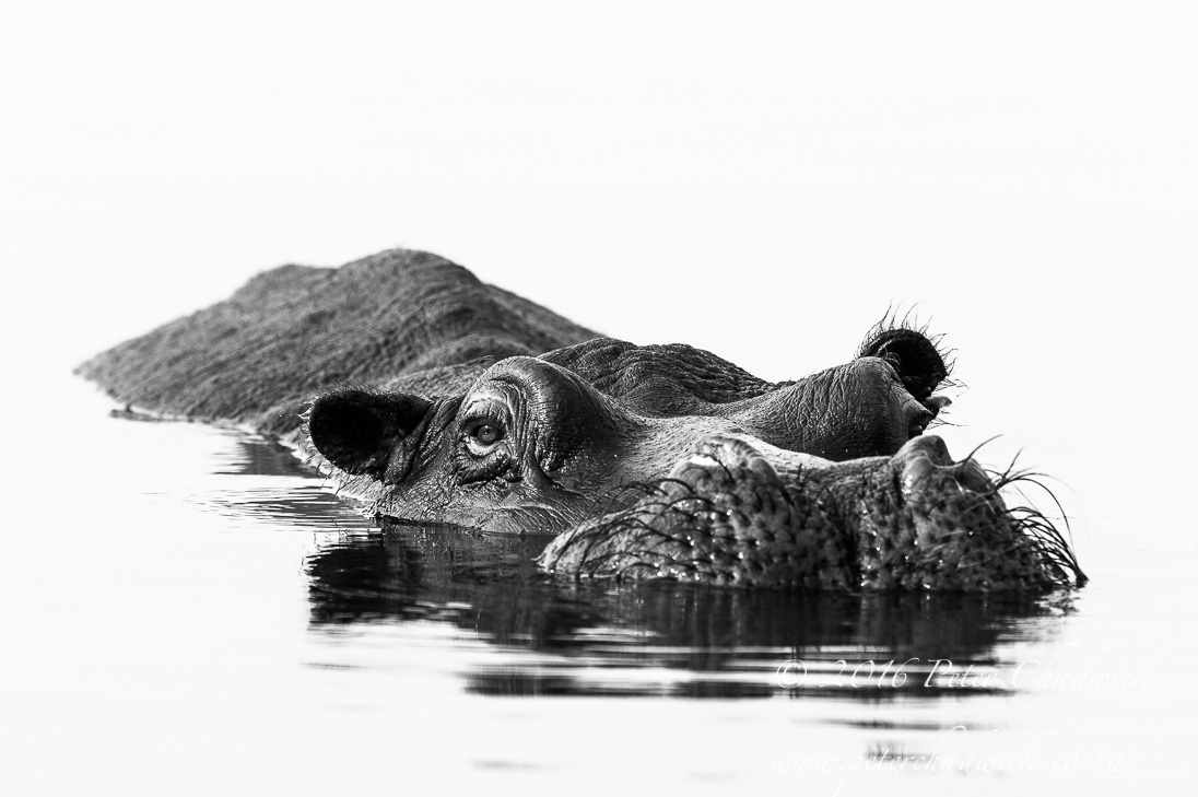 Chobe River Hippo