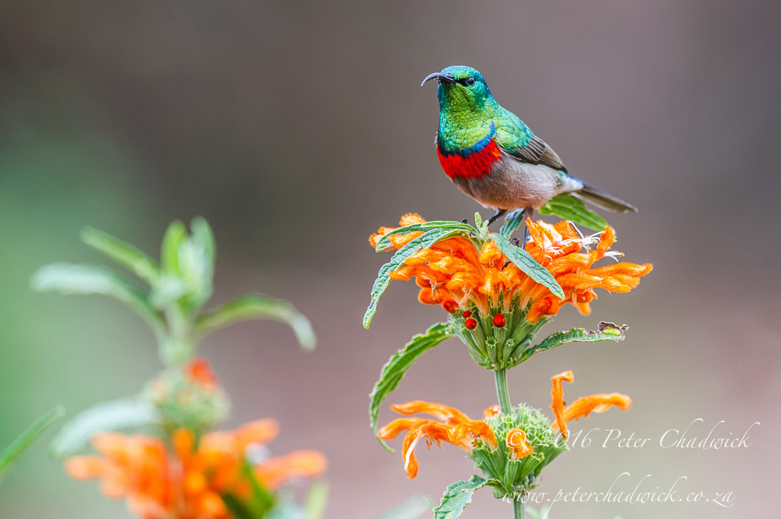 Southern Double-Collared Sunbird