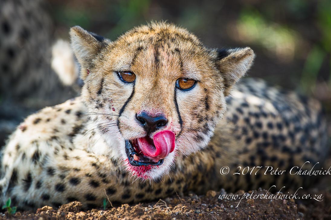 Zululand's Wildlife Rejuvenation by Conservation Photographer Peter Chadwick