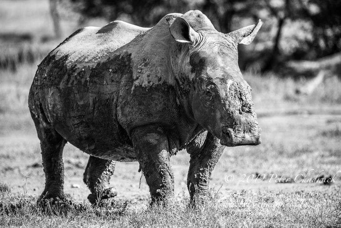 Stop Rhino Poaching