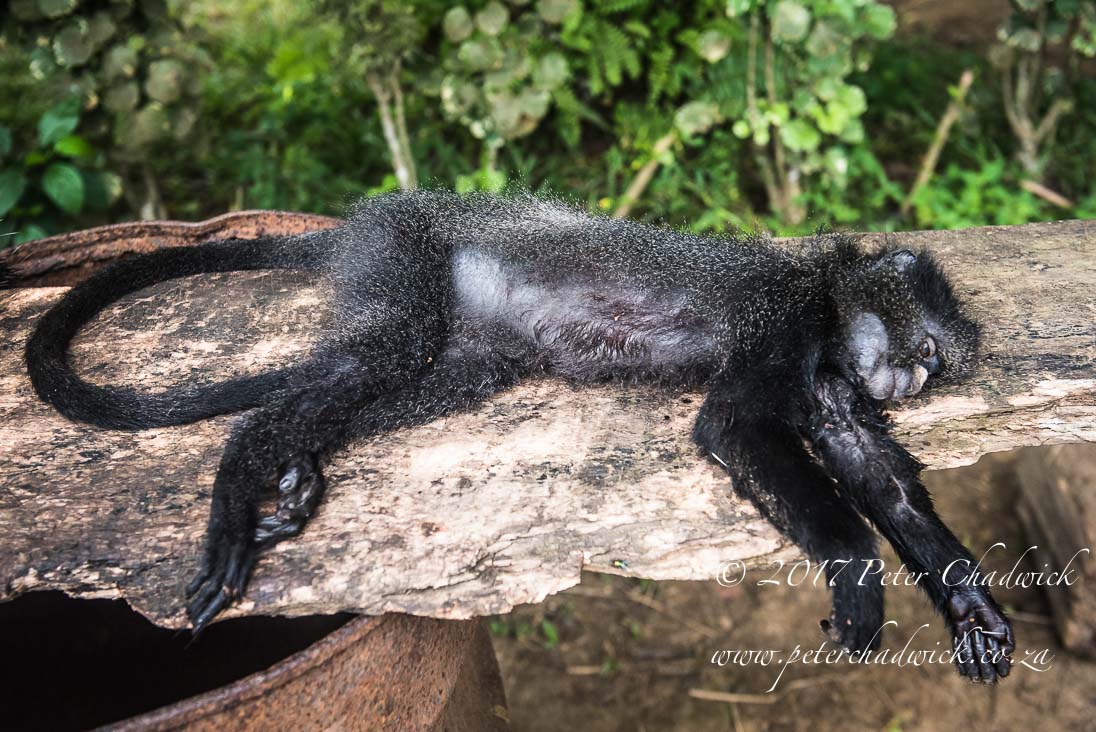 Bushmeat poaching_©PeterChadwick_AfricanConservationPhotographer