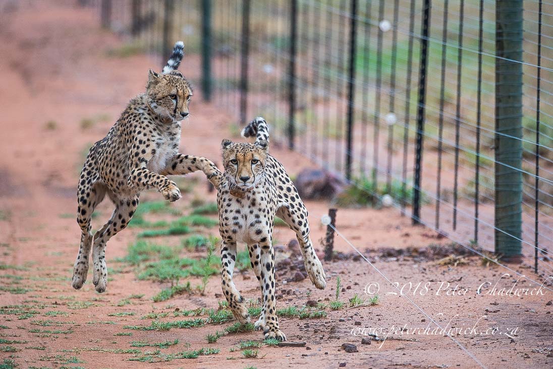 Cheetah and fences