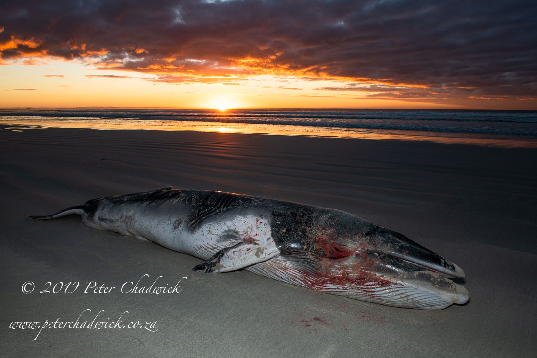 Stranded Dwarf Minke Whale