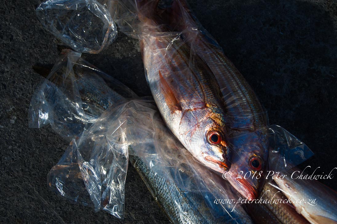 Fisheries in a State of Collapse