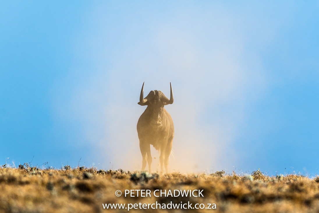 Black Wildebeest_©PeterChadwick_AfricanConservationPhotographer