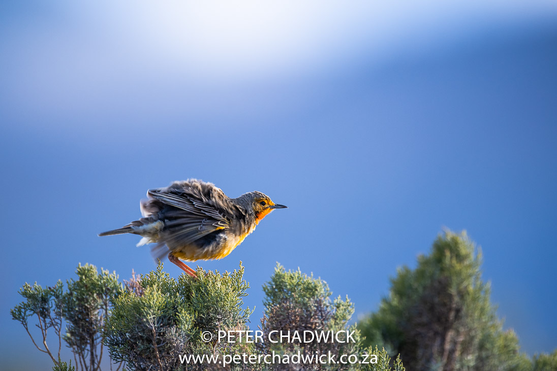 Cape Longclaw PeterChadwick AfricanConservationPhotographer