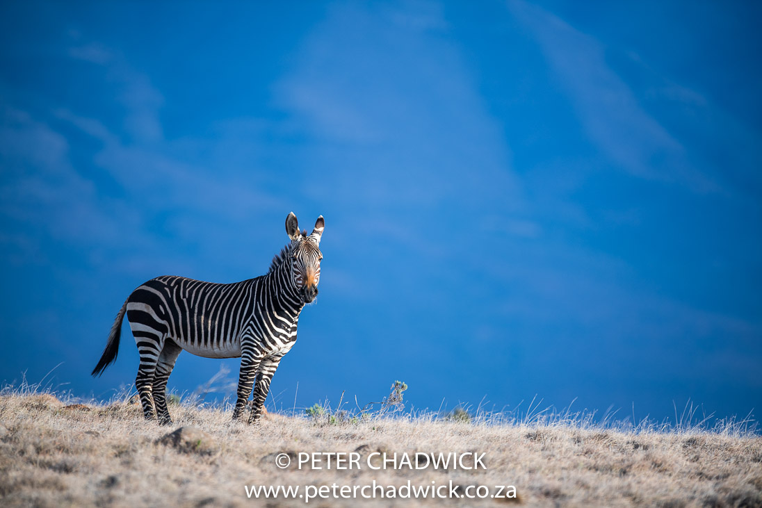 Cape Mountain Zebra Stallion PeterChadwick AfricanConservationPhotographer