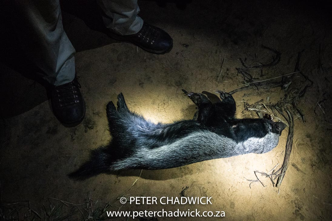 Honey Badger Roadkill