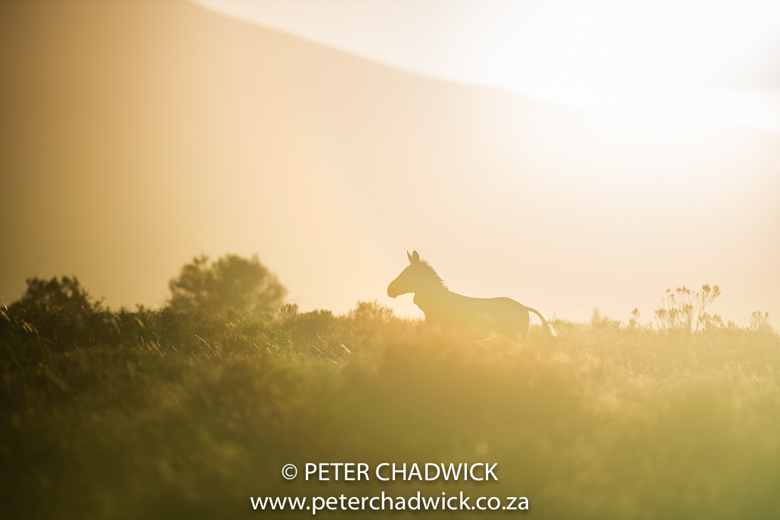 Running Cape Mountain Zebra_©PeterChadwick_AfricanConservationPhotographer