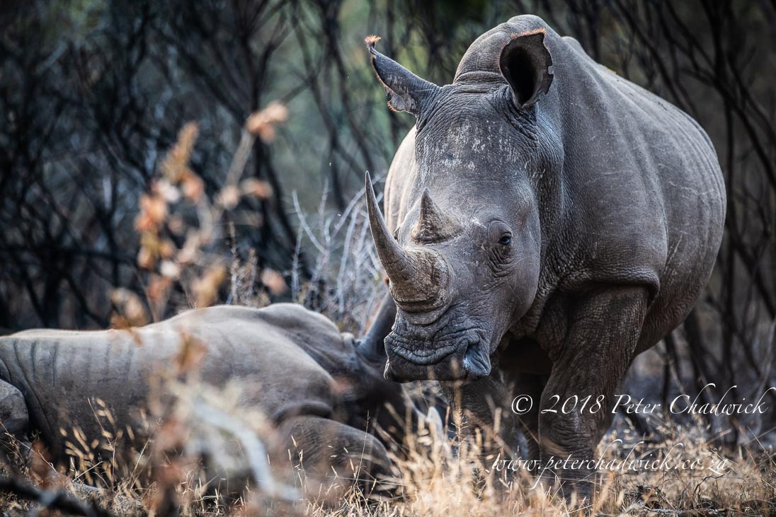 Judicial Support Needed For Rhino Conservation