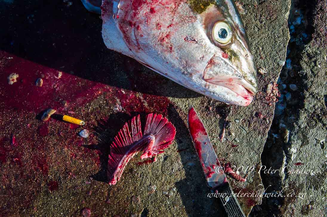 Oceans at Risk