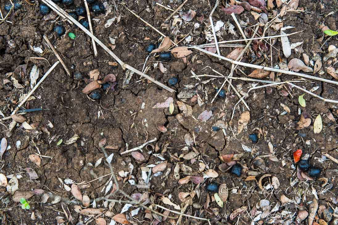 Poachers spoor_©PeterChadwick_AfricanConservationPhotographer