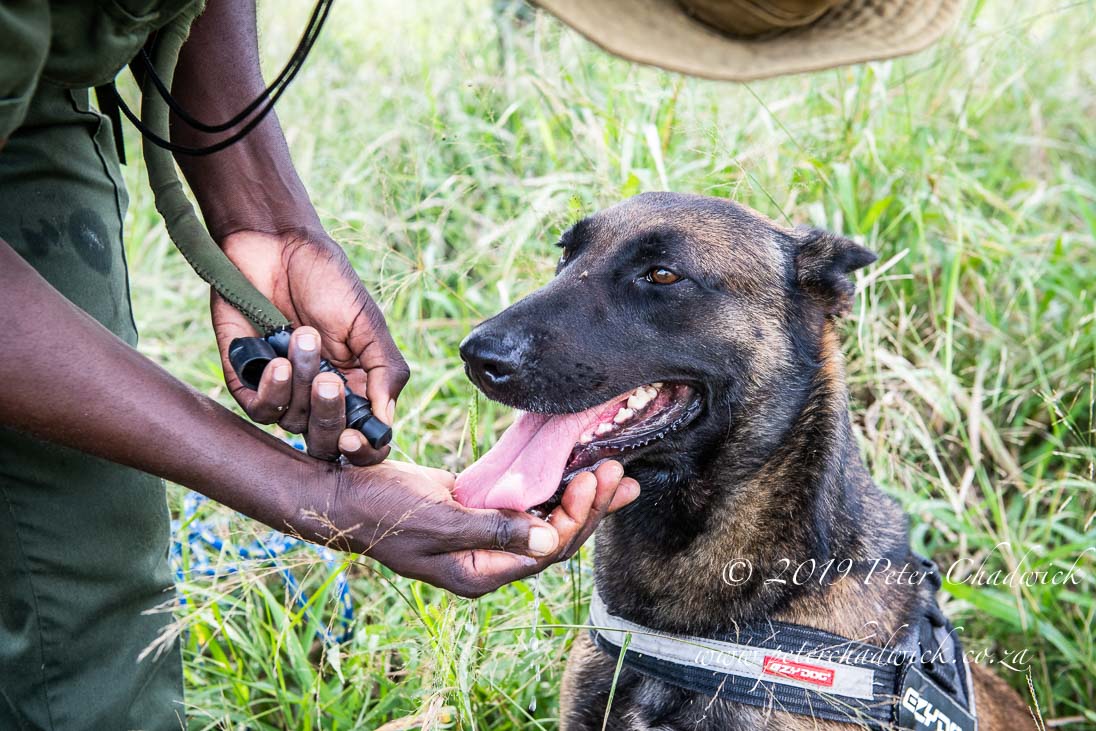 Project Rhino Canine Unit