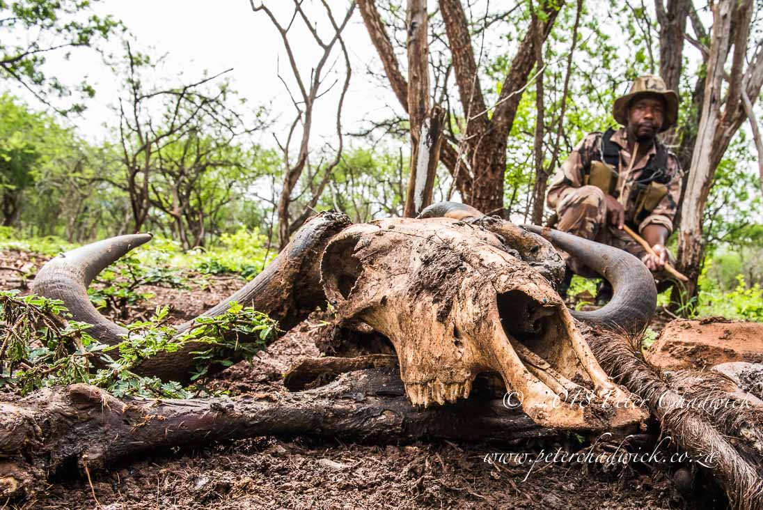Rangers monitoring wildlife populations