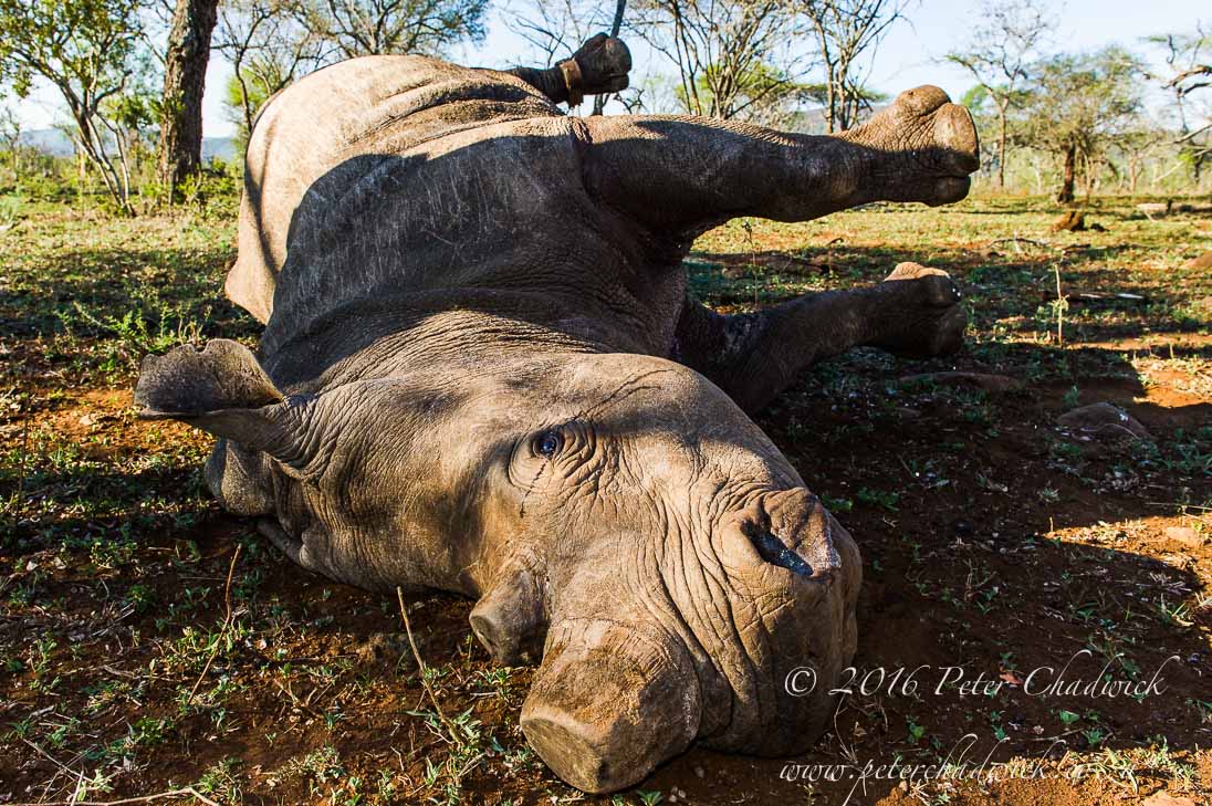 Rhino poaching_©PeterChadwick_AfricanConservationPhotographer