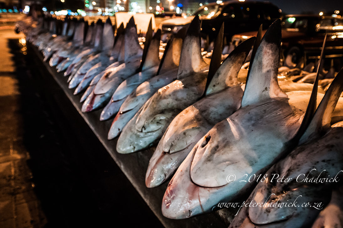 Shark finning_©PeterChadwick_AfricanConservationPhotographer