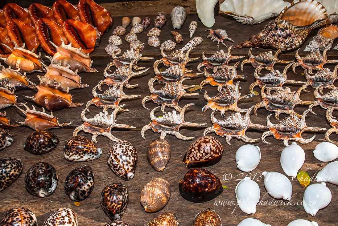 Harvesting Seashells for Crafts and Souvenirs - Peter Chadwick