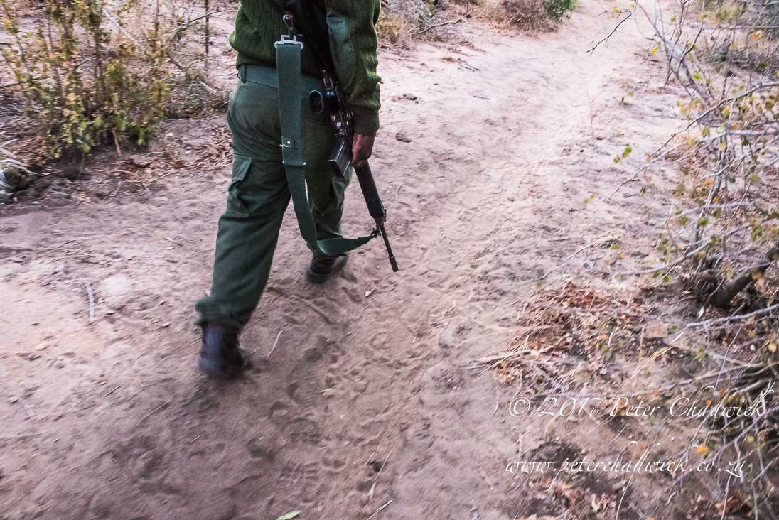 Tracking a Specialized Skill_©PeterChadwick_AfricanConservationPhotographer