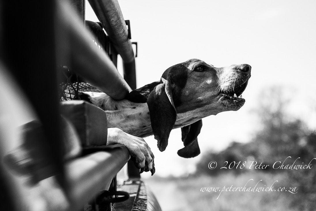 Anti-poaching tracking dog on deployment